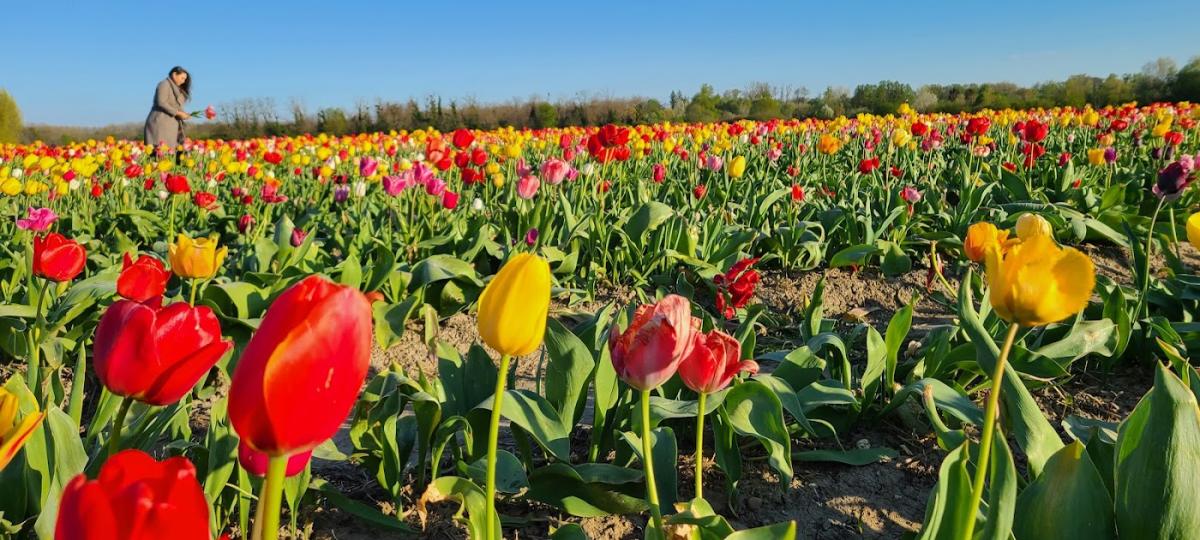 Libre Service Fleurs - Fleuriste à Strasbourg