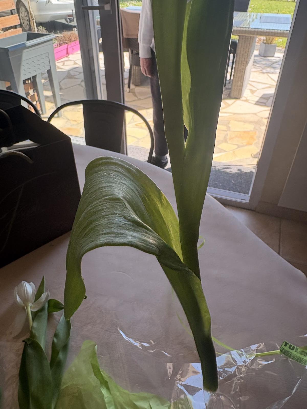 Tulip - Fleuriste à Périgueux