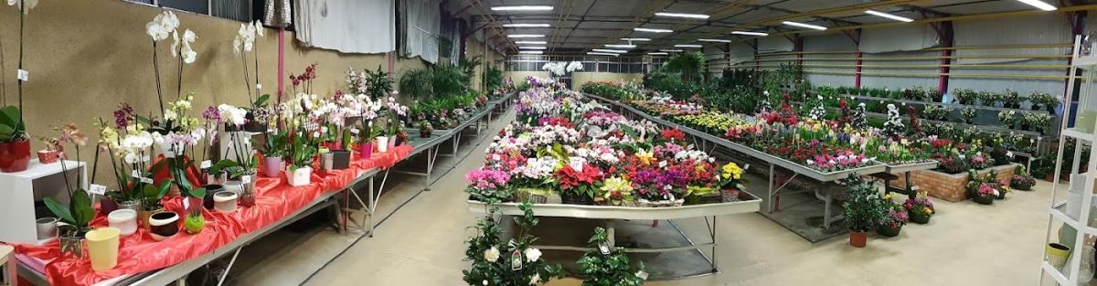 La Roseraie Sarl - Fleuriste à Angoulême