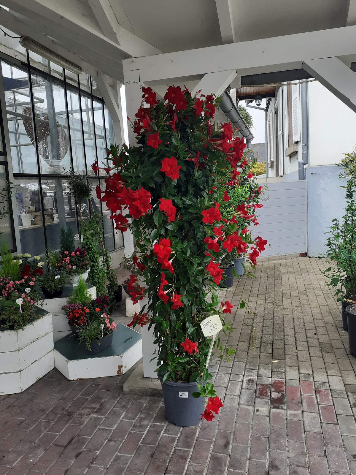 Horticulture et Fleurs Frederic ROTH