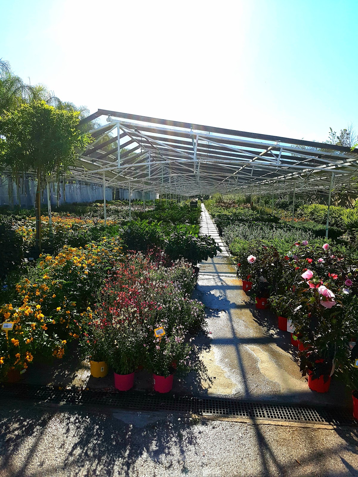 Di.Me.V Diffusion Méditerranée de Végétaux