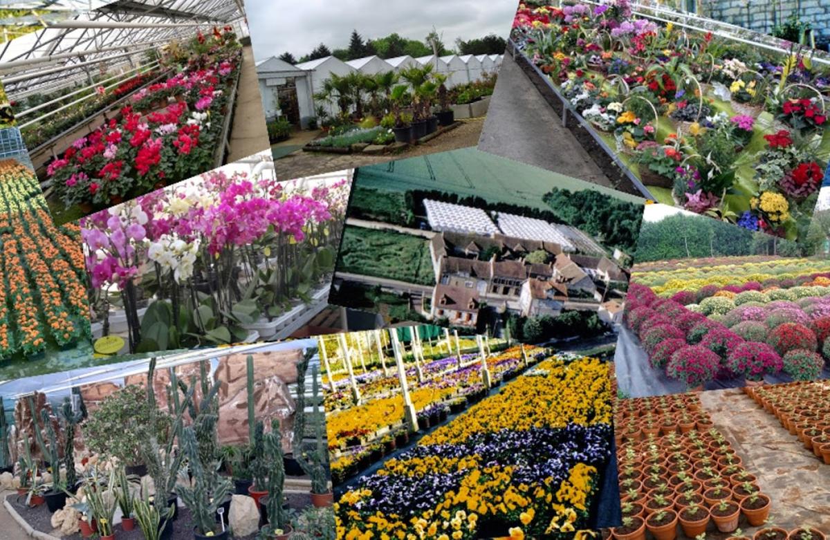 Fleurs de la Madeleine Goyer