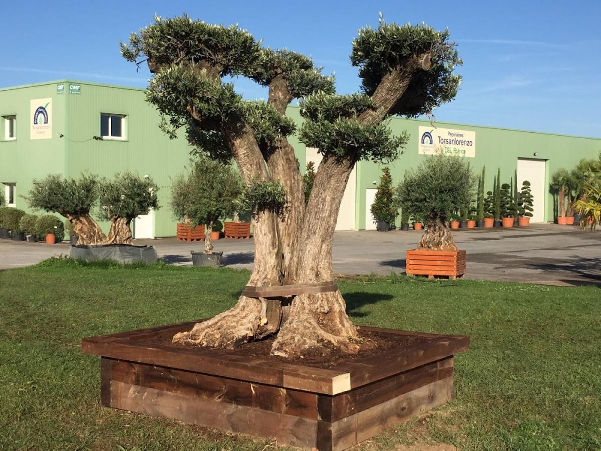 Torsanlorenzo France