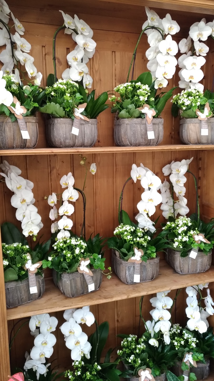 Les Mille et Une Fleurs