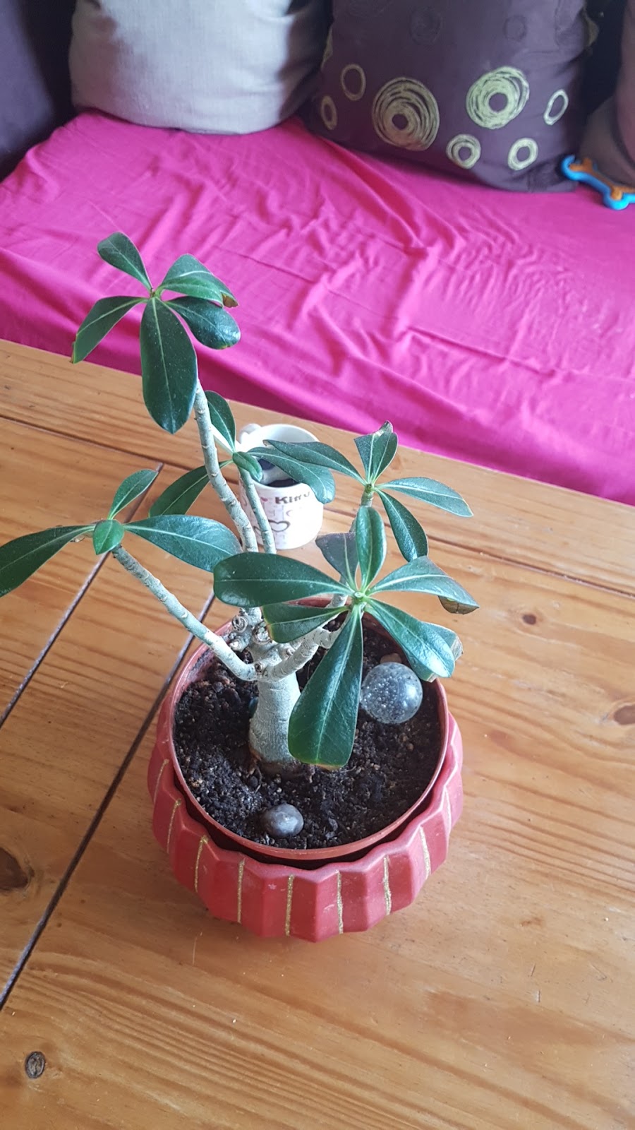 Les fleurs de Charlotte