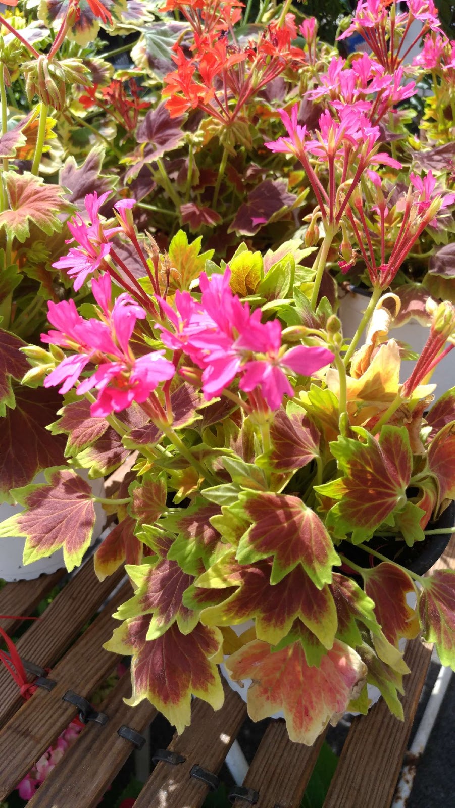 Fleuriste de Rognac - ValFlowers