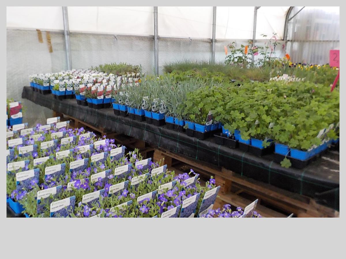 Grandet valerie horticulture