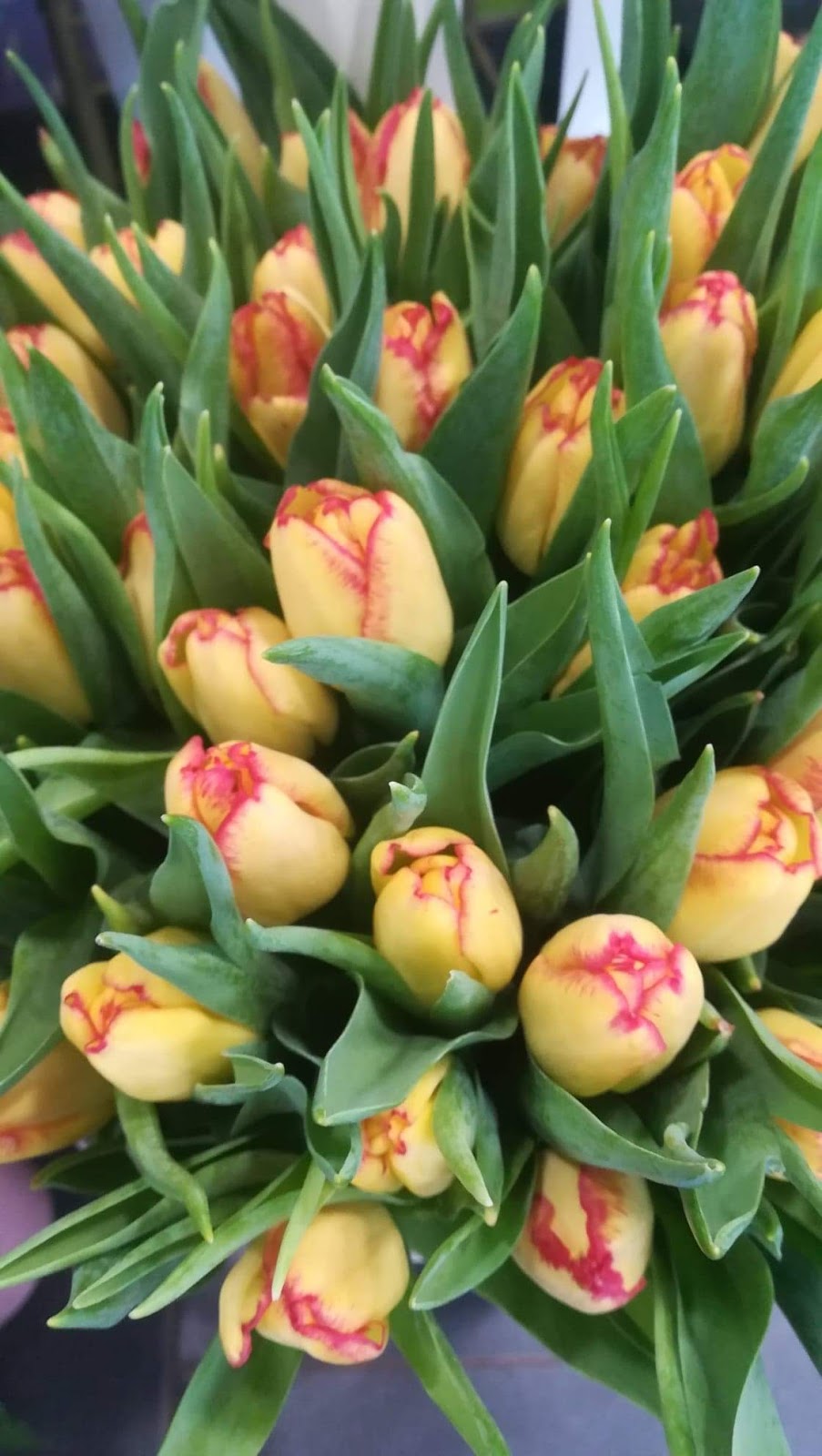 La Pensée de Violette