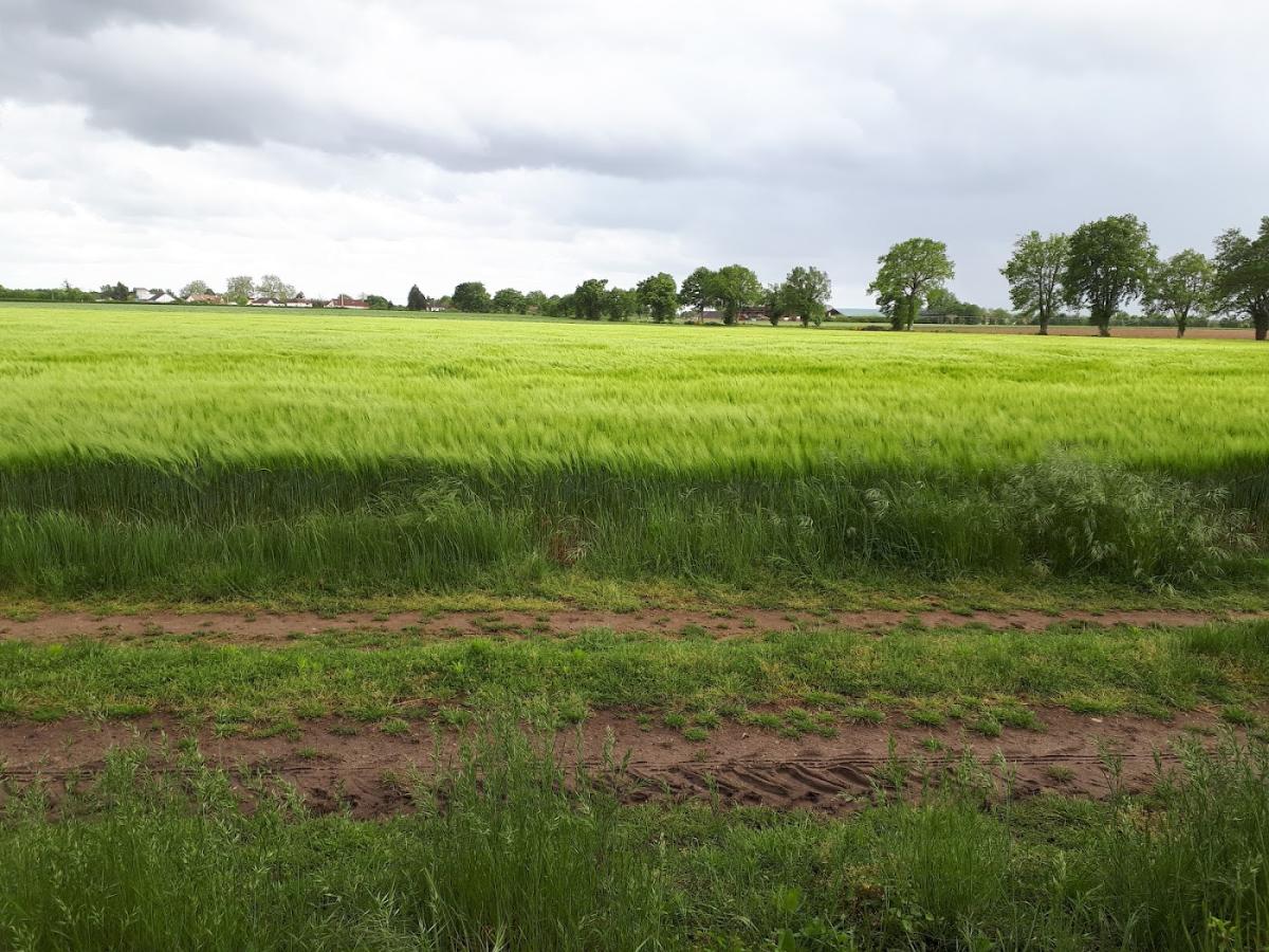 La Tête dans les Fleurs