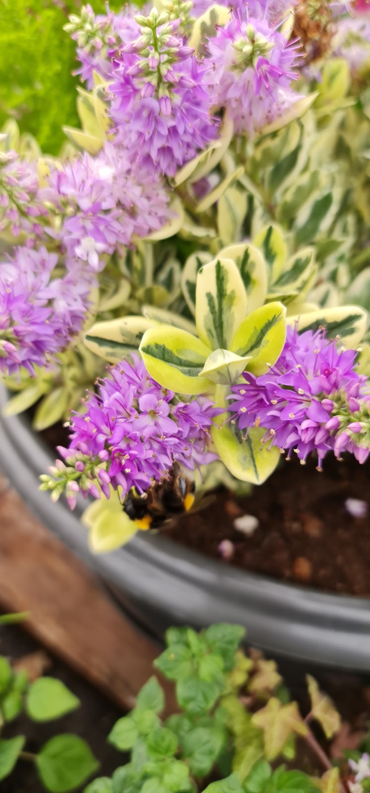 Les Serres du Canal à ARGELIERS