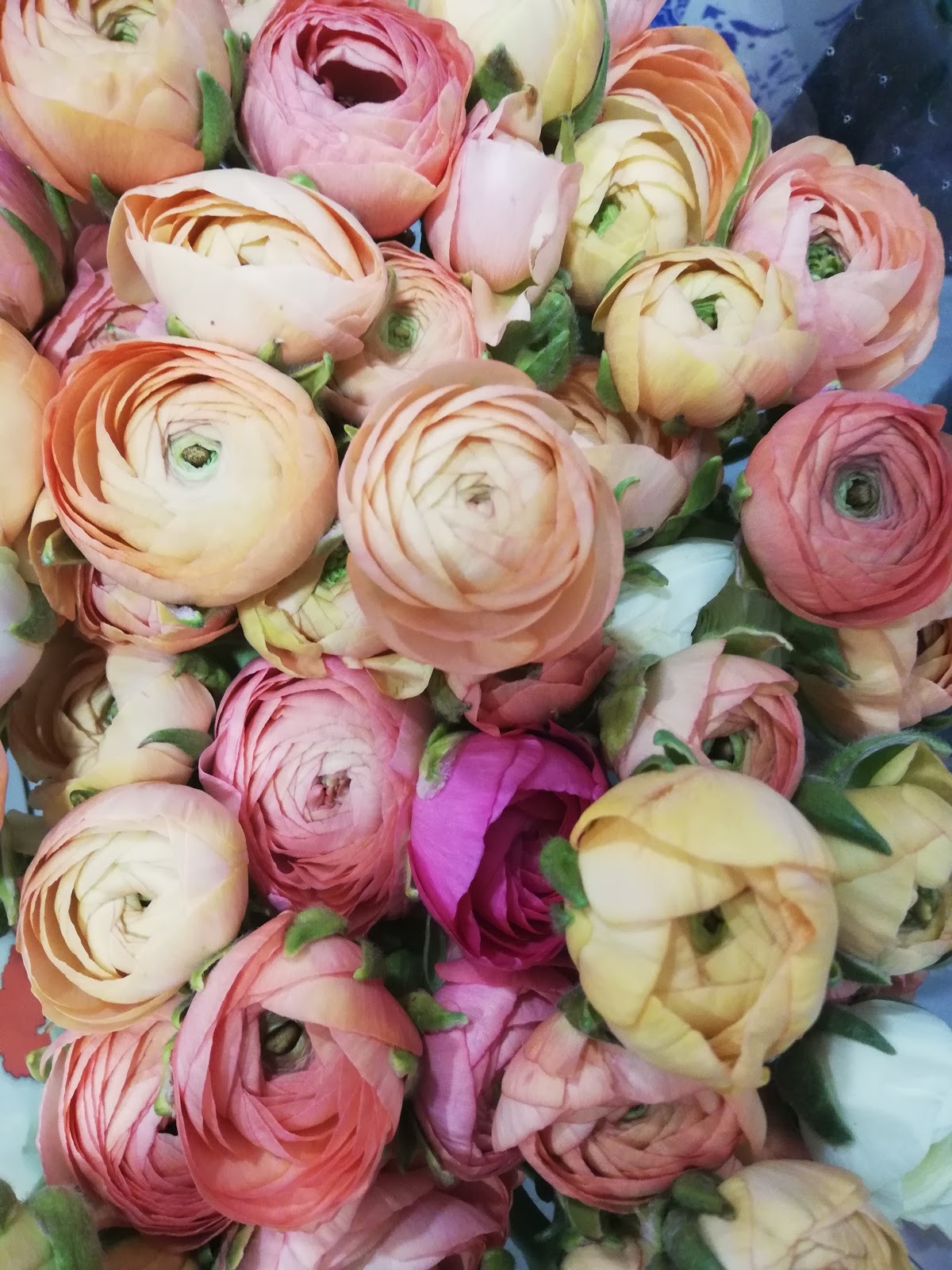 Le trèfle à quatre fleurs