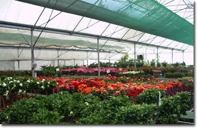 Les Serres de l'Isle - Grossiste - Professionnels uniquement