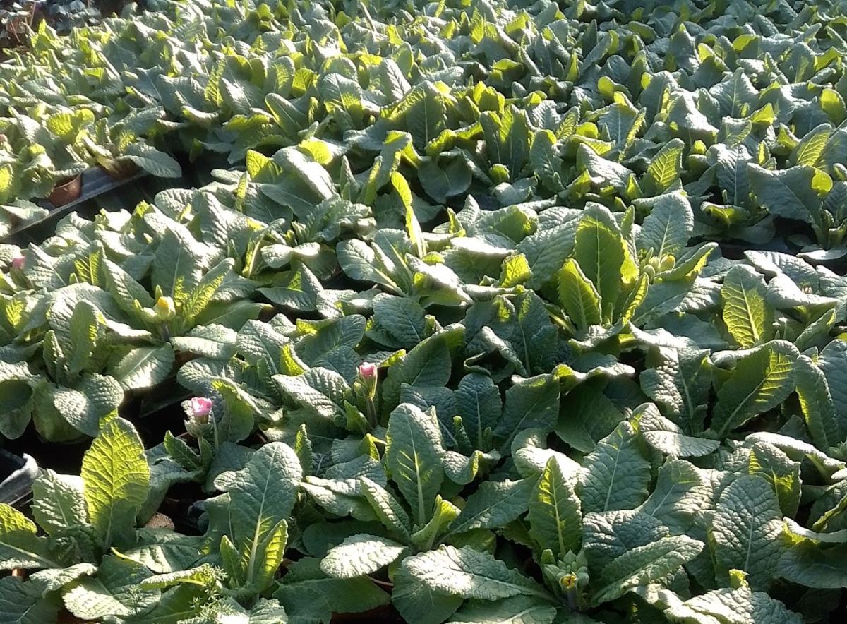 Les Serres d' Autoire