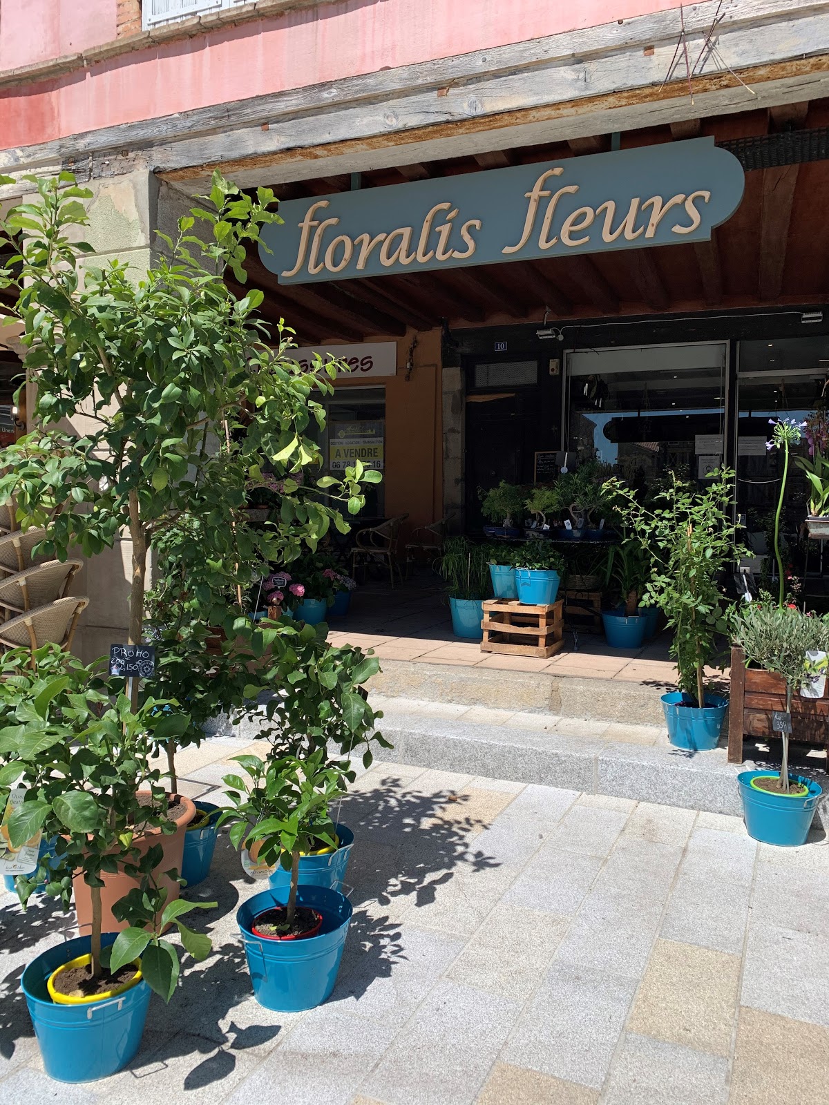 Floralis fleurs Revel