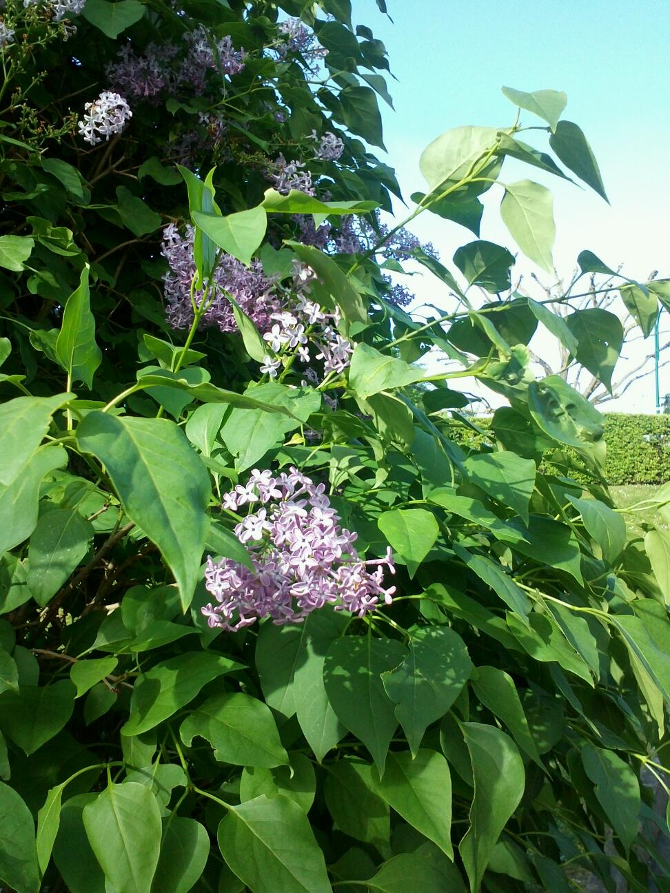 Lionel Carron Fleuriste