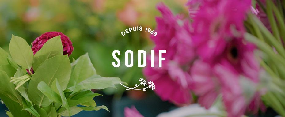 Sodif