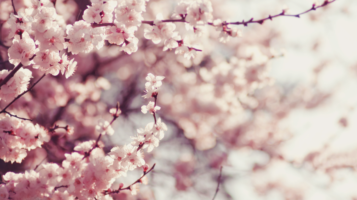 LES MAILLETS FLEURIS