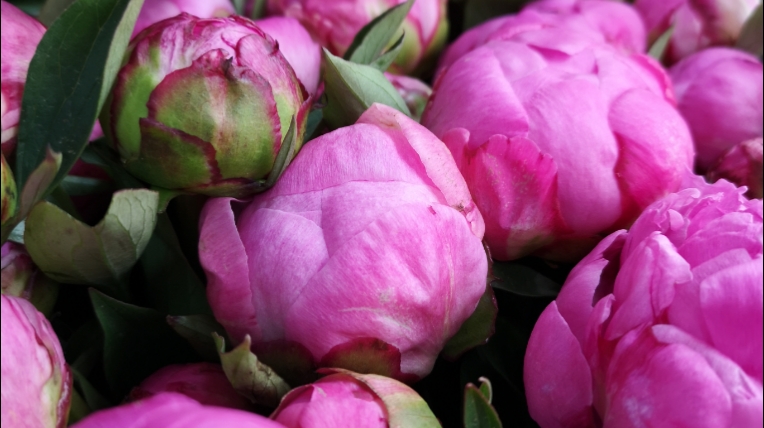 Une Envie de Fleurs