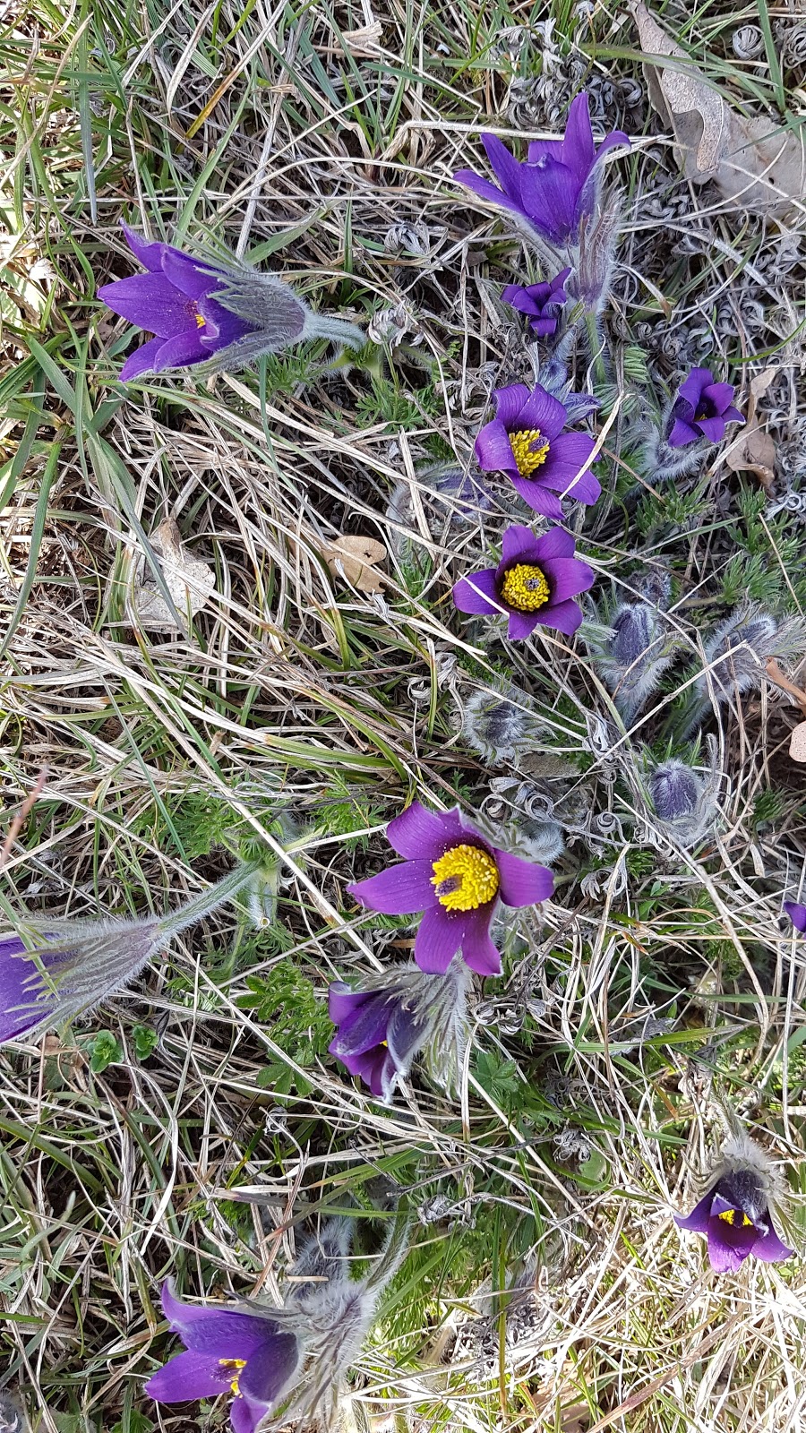 Lorinela atelier floral à Rosenwiller