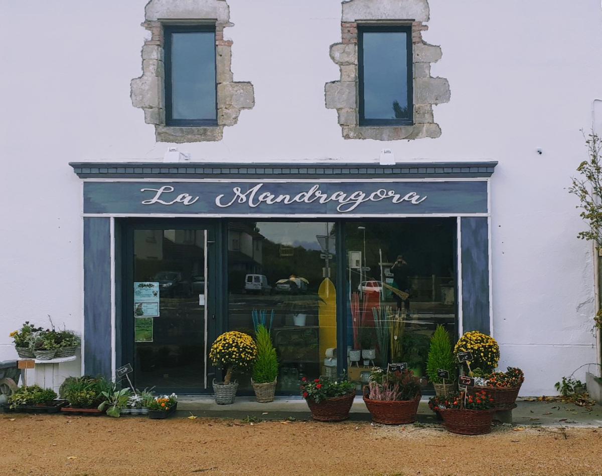 LA MANDRAGORA