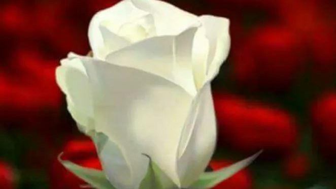 Mon Fleuriste Bourg Saint Andéol