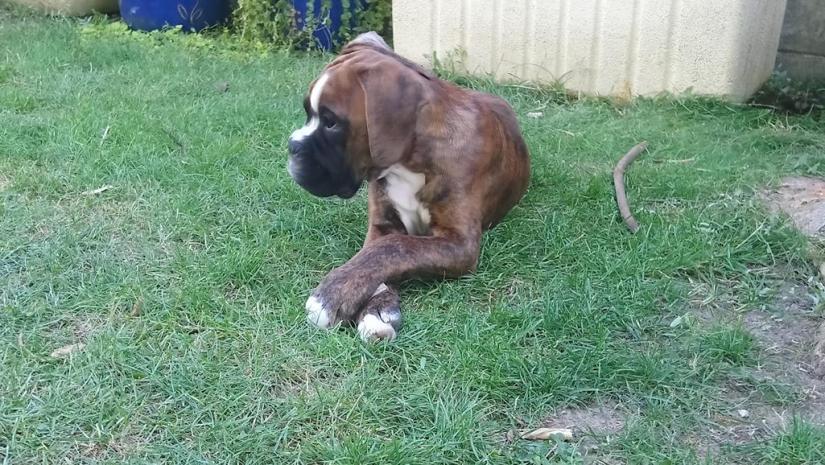 Centre Canin Les Monts Saint Sever