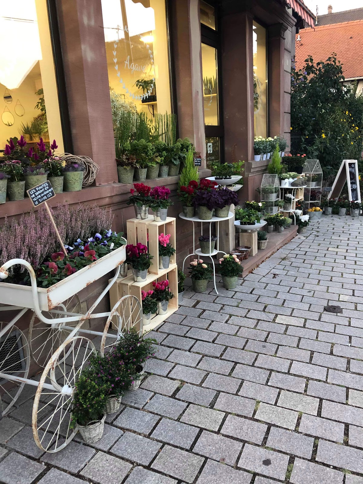 Agave artisan fleuriste