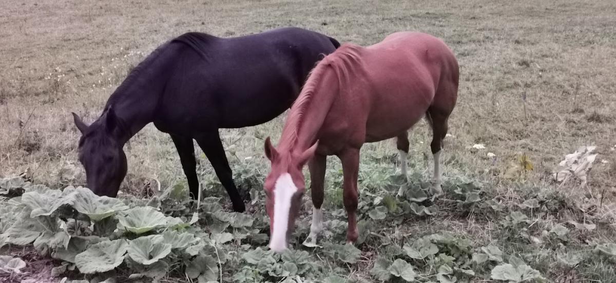 Livraison de fleurs et bouquets Le Russey