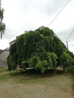 Levêque Paysage - Payagiste et Créateur de Jardin à Cambrai