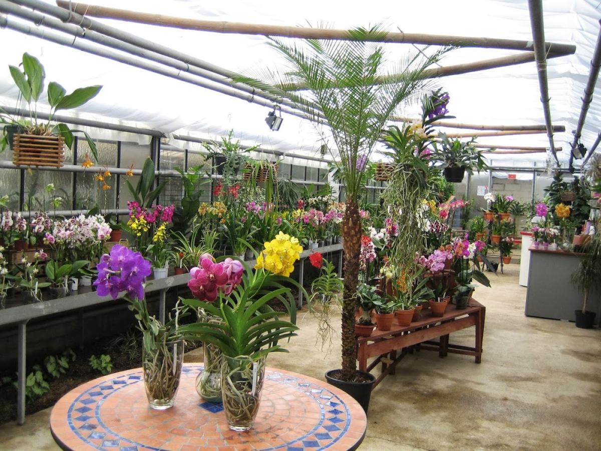 Les Orchidées du Val d'Yerres