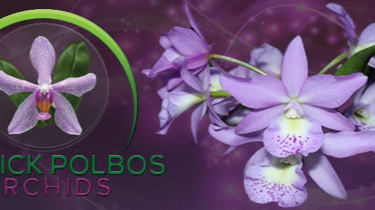 Patrick POLBOS Orchids