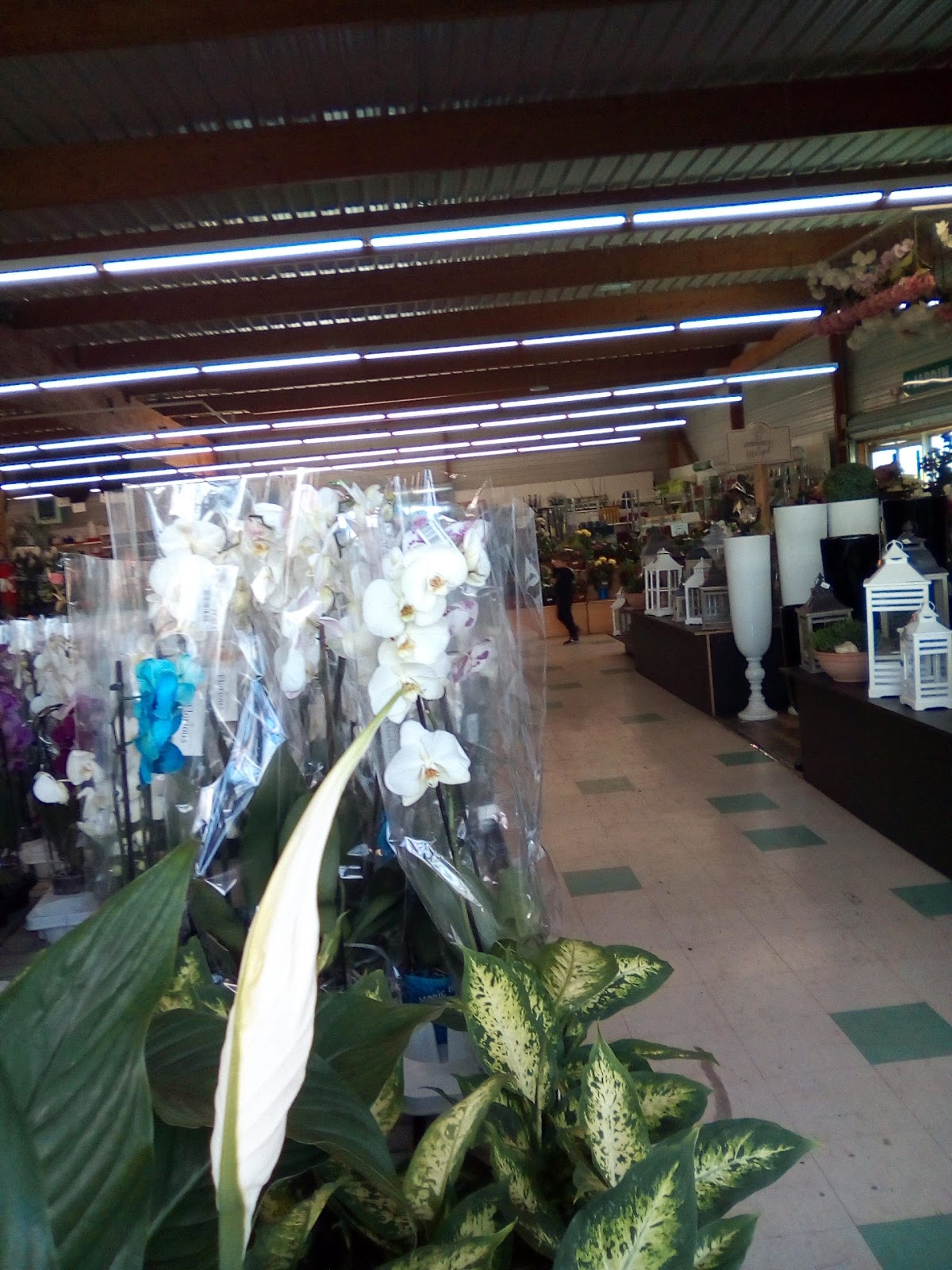 Promofleur / Flower World - Fleuriste - Jardinerie