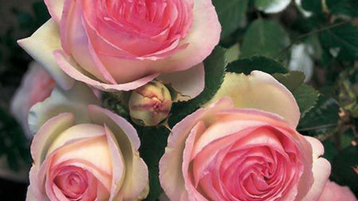 Roseraie la Joliette EARL