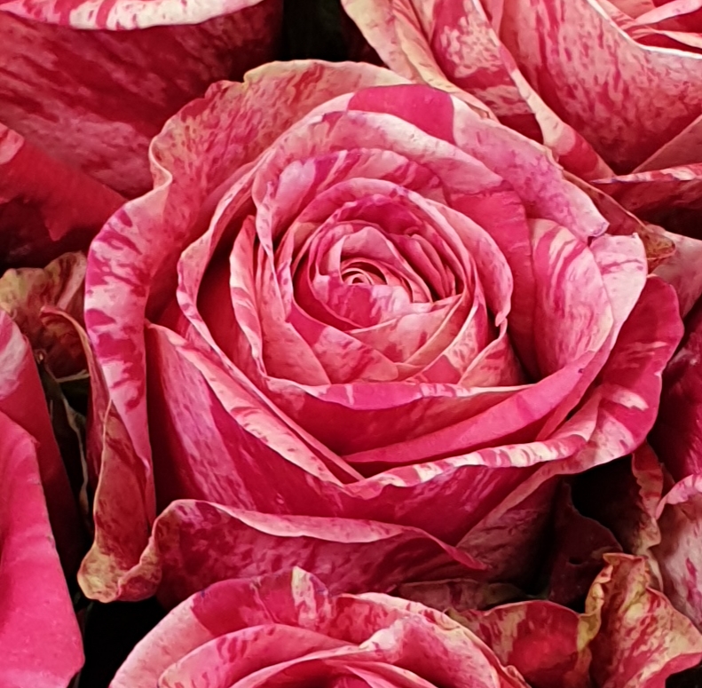 Elea, les Fleurs et Vous. Par Jouve Yéla