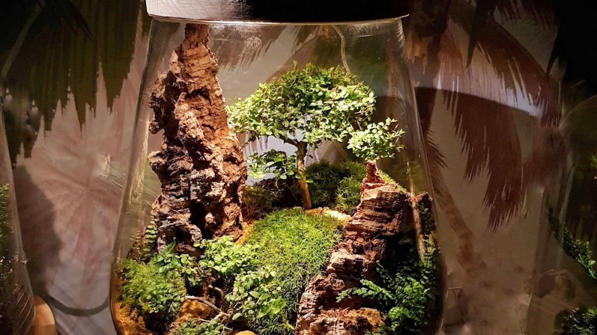 VERRE PRAIRIE TERRARIUMS VEGETAUX LUMINEUX