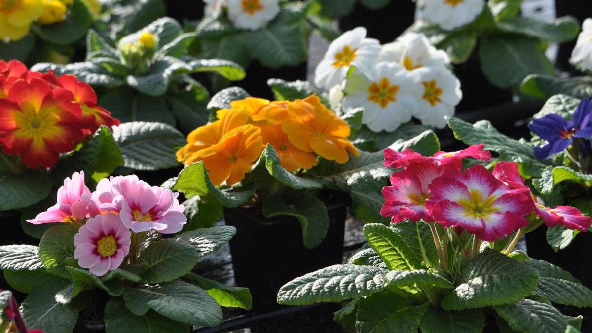 Godicheau Horticulture