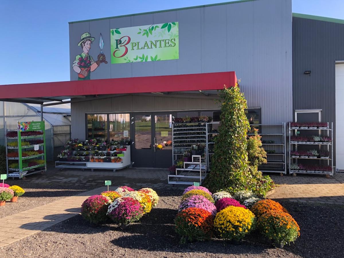 P3 Plantes