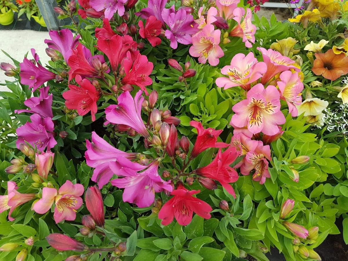 Jardinerie La Main Verte