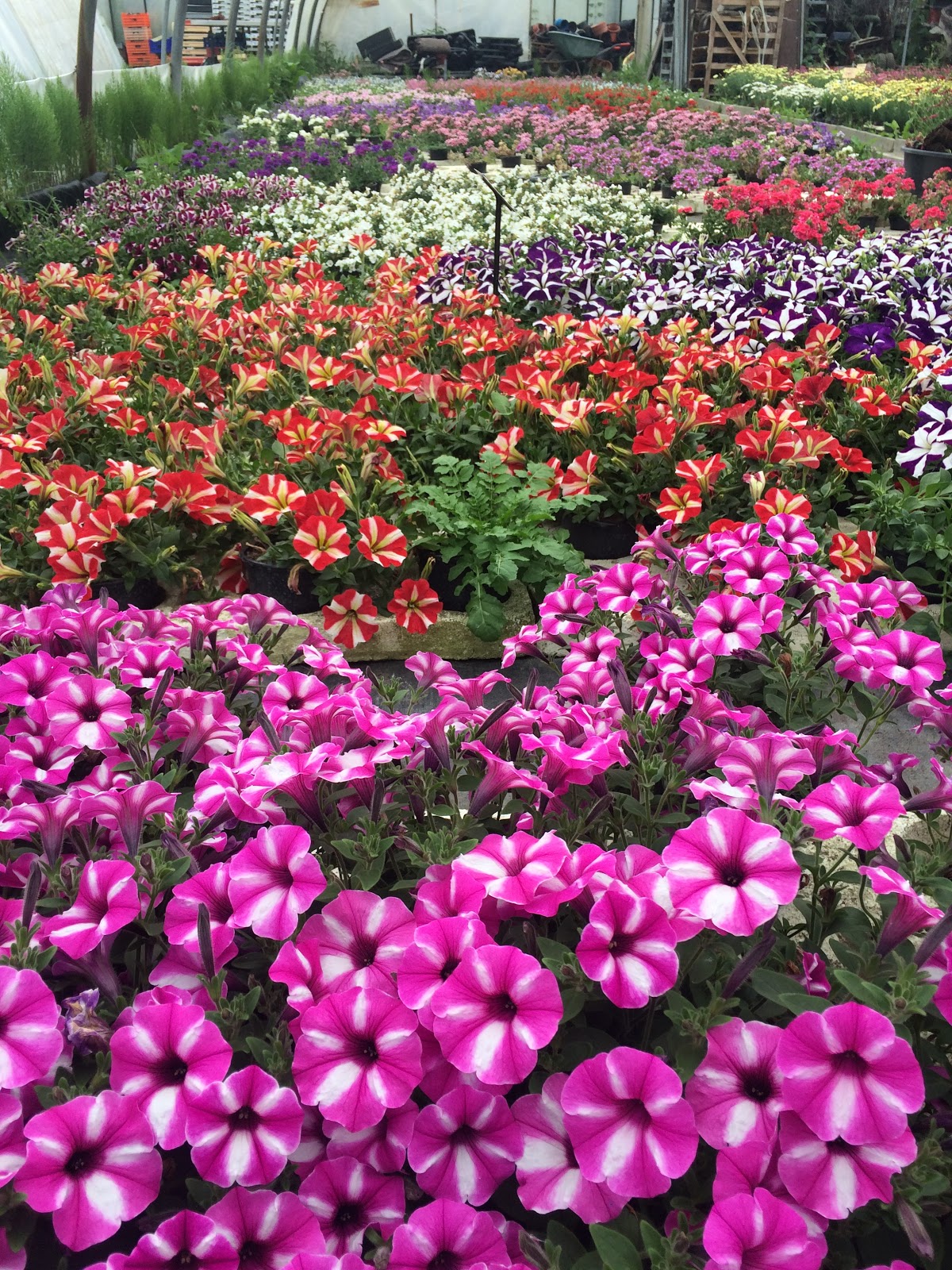 Établissement horticole Miont-Baque