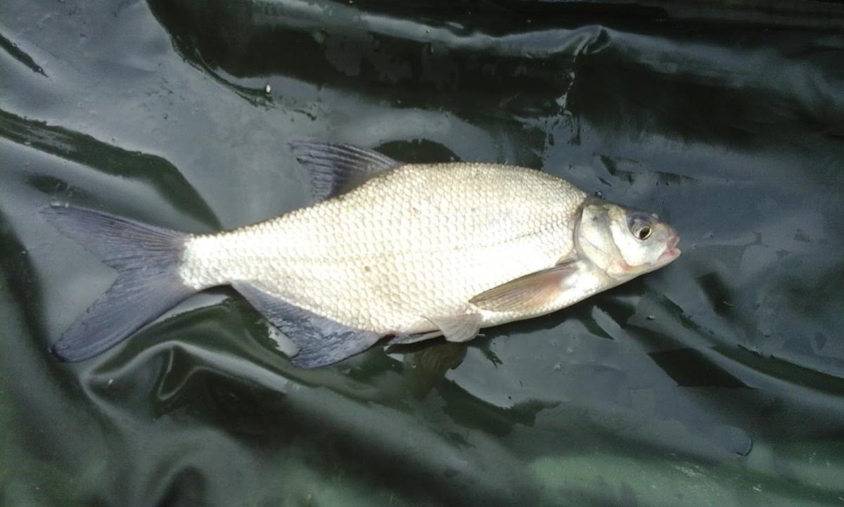 Aux Serres de Wagnonville