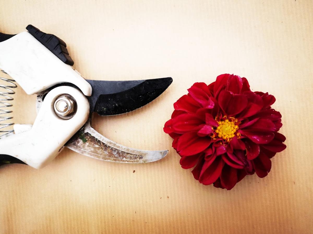 Pauline Fleurs et Plantes