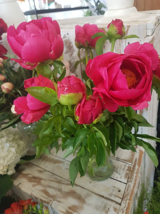 Le Coin Fleuri, Artisan Fleuriste Avignon