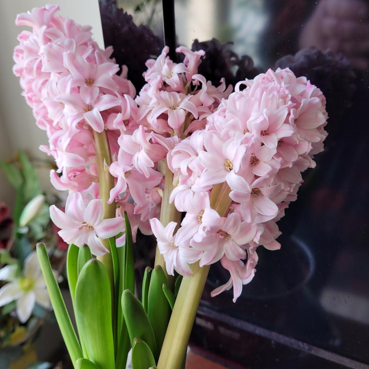 Fleurs d'Europe-Salignac