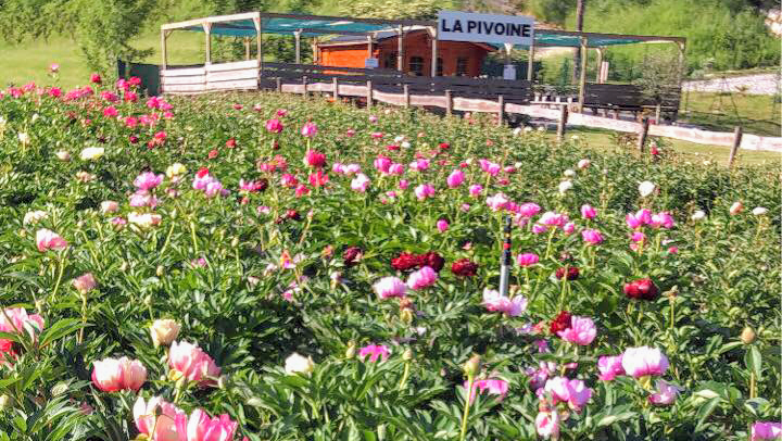 Pépinière la pivoine