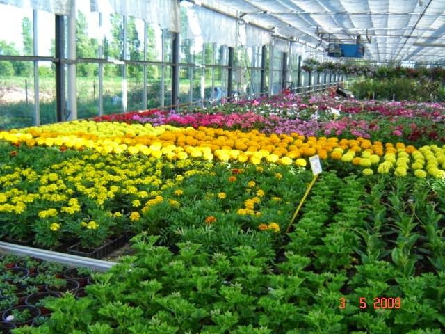 TOULOUSE ROSES PRODUCTION