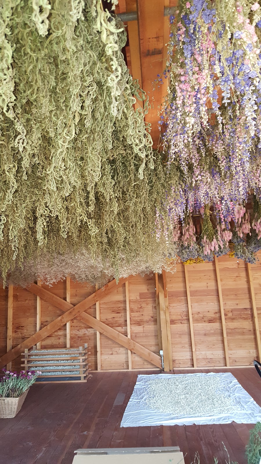 Fleurs Et Tisanes
