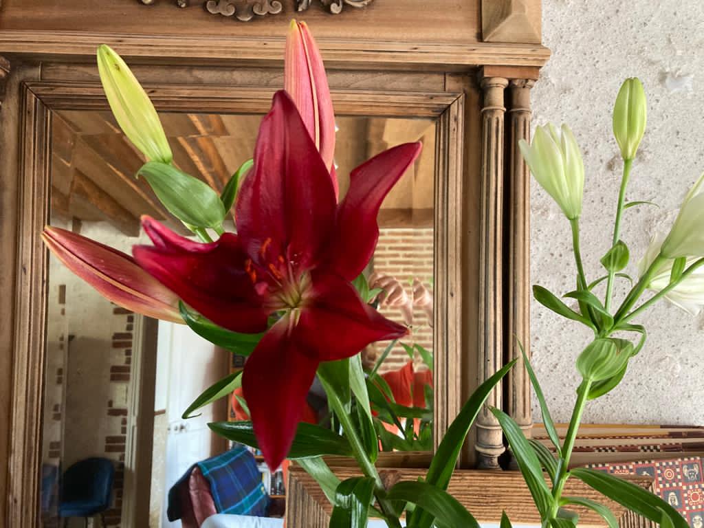 Pâquerette Passionément