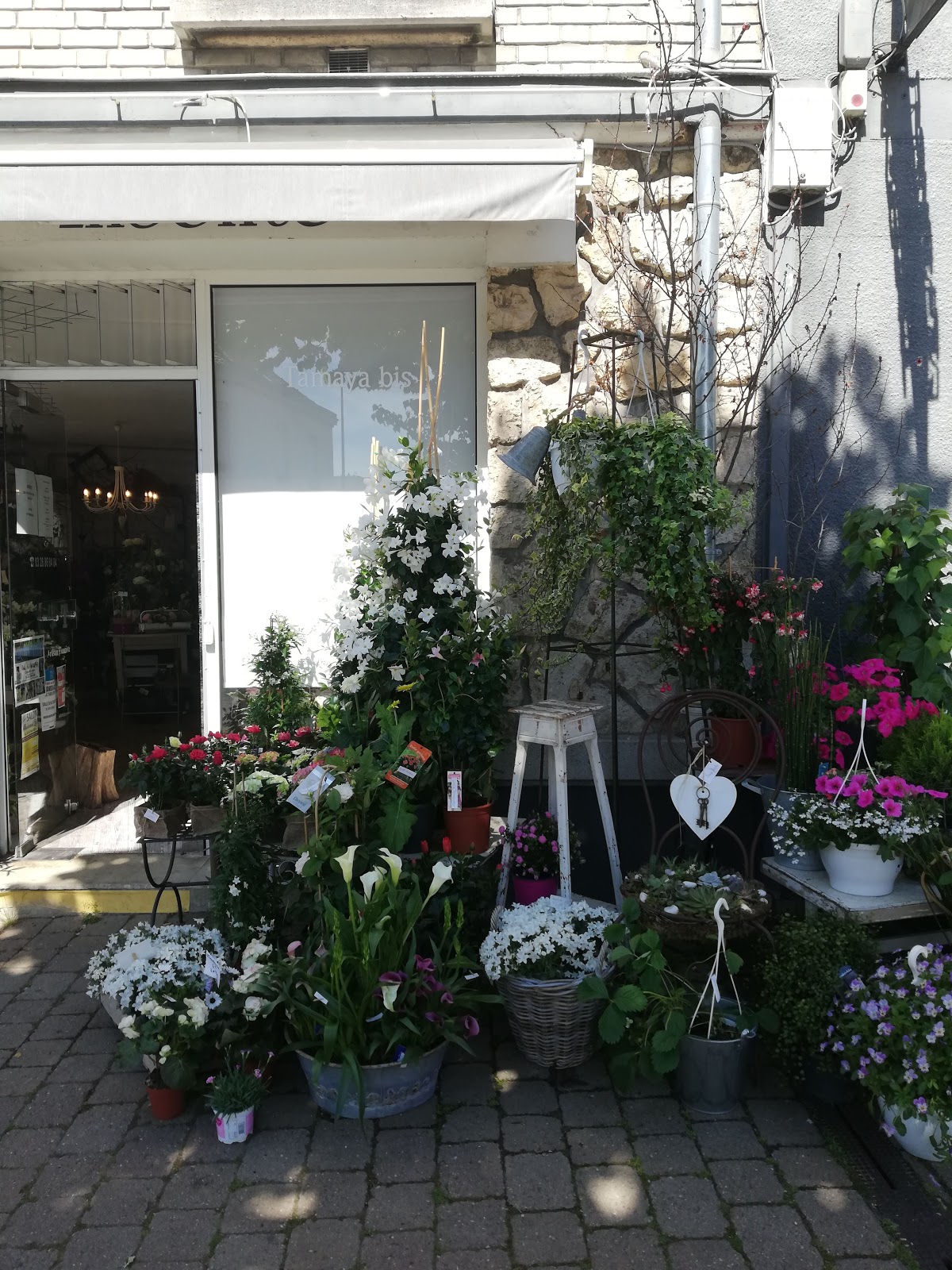 Tamaya Bis, l'insolite