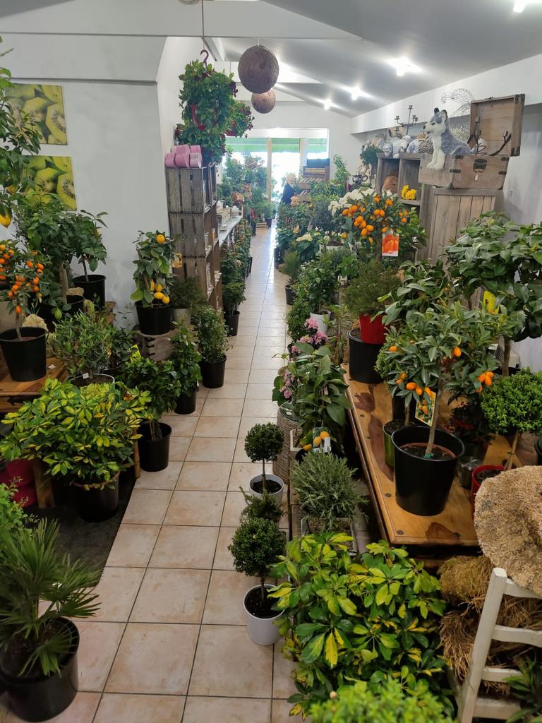 Tamaya JC Fleuriste Décorateur