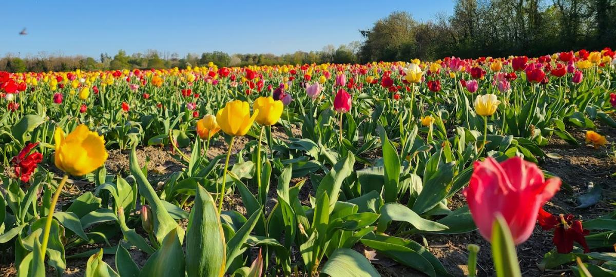 Libre Service Fleurs